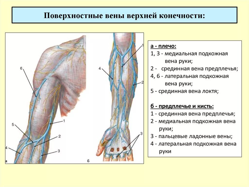 Медиальная подкожная Вена руки анатомия. Латеральная подкожная Вена руки анатомия. Поверхностная Вена верхней конечности. Топография подкожных вен верхней конечности.