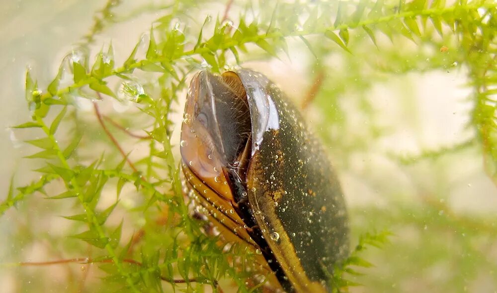 Жук плавунец и малек рыбы. Dytiscus marginalis. плавунец окаймленный. прудовик жук. жук плавунец.