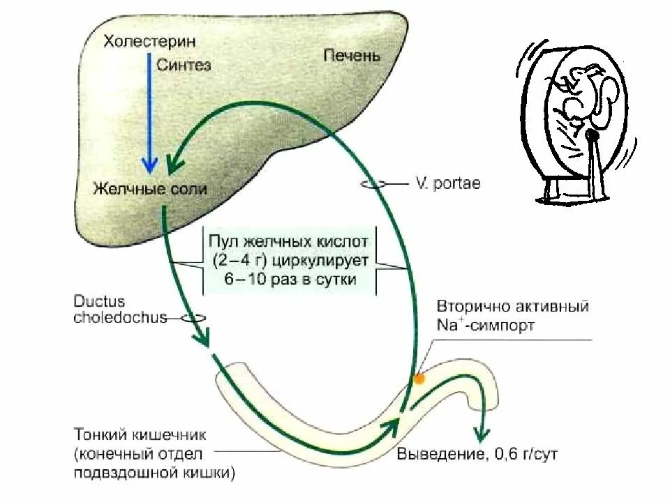 Схема циркуляции желчных кислот. Схема энтерогепатической циркуляции желчных кислот. Схема энтерогепатической циркуляции желчных кислот биохимия. Синтез желчных кислот в печени. Желчные кислоты печени