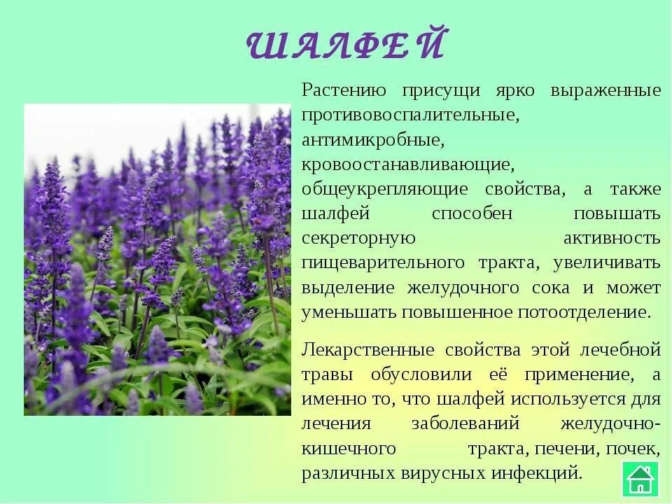 Растение будра плющевидная. Сорняк будра плющевидная. Чистотел бурятия. Лечебные растения. Чем полезен подорожник.