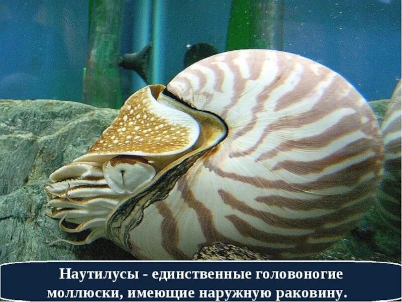Наутилус помпилиус моллюск. Наутилус помпилиус молл. Головоногие моллюски раковина. Аммонит моллюск. Наутилус головоногий моллюск раковина.