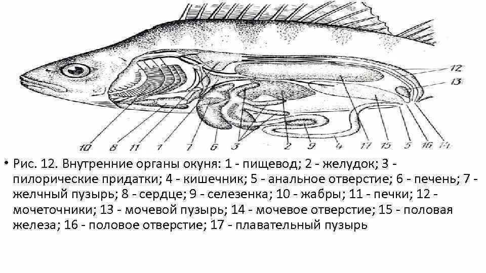 Плавательный пузырь щуки. Внутреннее строение самки окуня. Пищеварительная система костных рыб схема. Внутреннее строение окуня схема. Схема строения пищеварительной системы рыб.