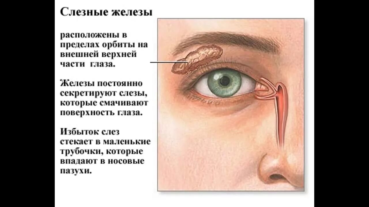 Воспаление внутреннего уголка глаза. Воспаление слезной точки. Слезная железа верхнего века.