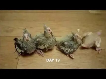 Вылупившиеся птенцы кореллы