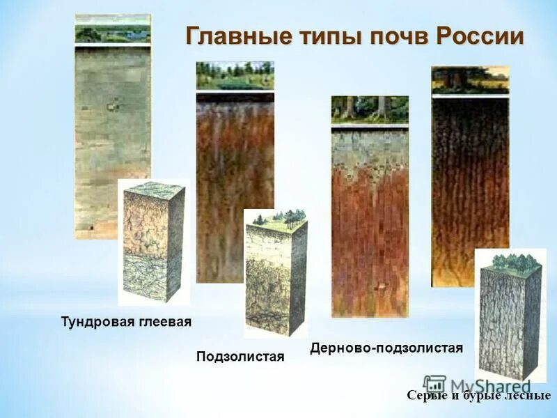 Расположить зональные типы почв. Подзолистые тундровые почвы. тундровая глеевая подзолистая серая лесная. дерново-подзолистая тундровая глеевая почва. типы почв тундровая глеевая.
