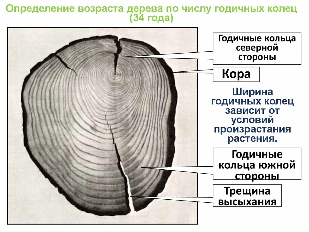 C определить возраст. Как определить Возраст древесины. Определение Возраст деревя. Годичные кольца Возраст дерева. Определение возраста дерева.