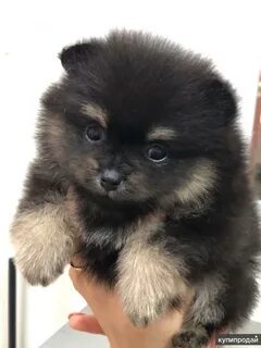 Авито нижегородская животные