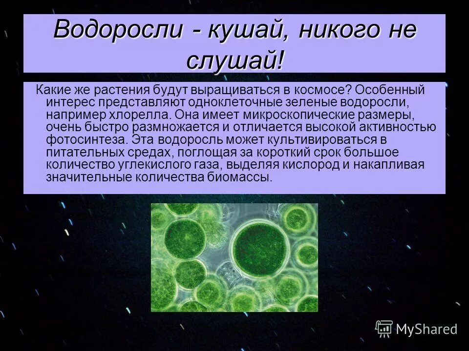 Хлорелла в космосе. Водоросль хлорелла в космосе. Одноклеточные водоросли. Одноклеточная водоросль хлорелла.