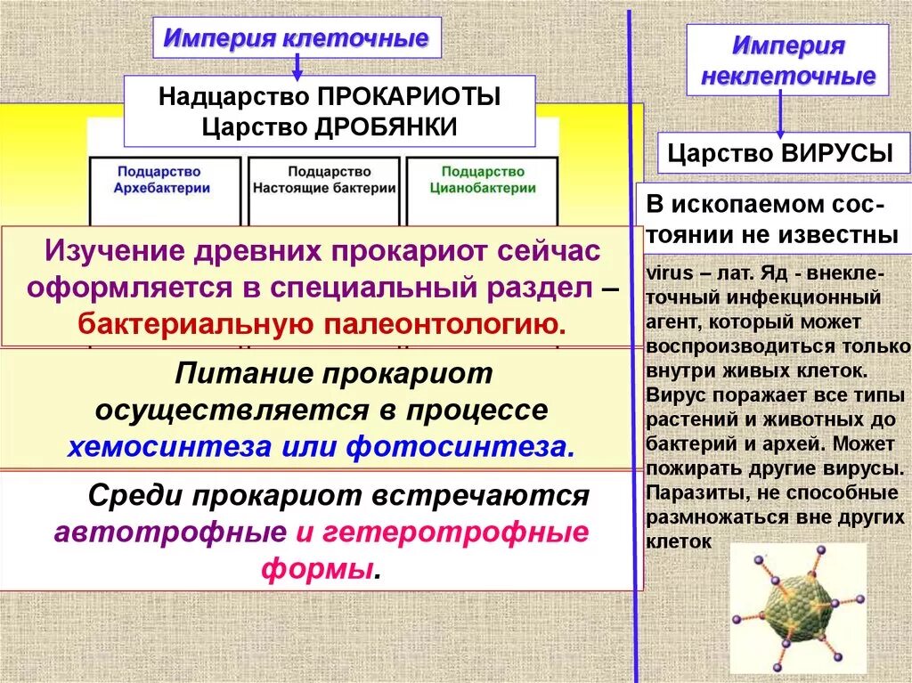 Надцарство прокариоты. Надцарство прокариоты классификация. Современная классификация прокариот. Классификация царства прокариот. . Классификация царства бактерий Надцарство.