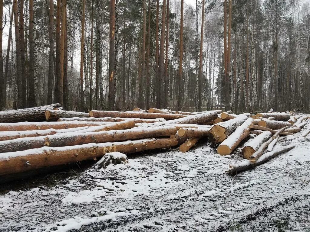 Заготовка леса. Вырубка соснового леса. Челябинские леса. Выборочные рубки. Сплошные выборочные рубки