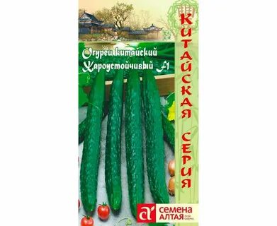 Сорт огурцов длинные китайские
