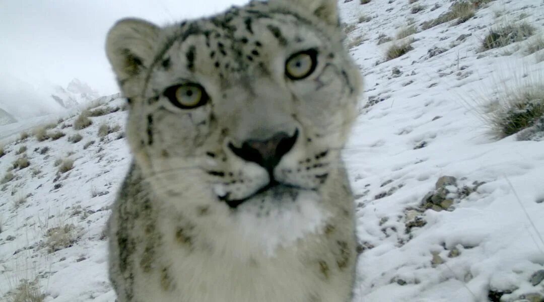 Snow leopard кондиционер. 6. 6 snow leopard. Snow leopard кондиционер. 8 snow leopard.