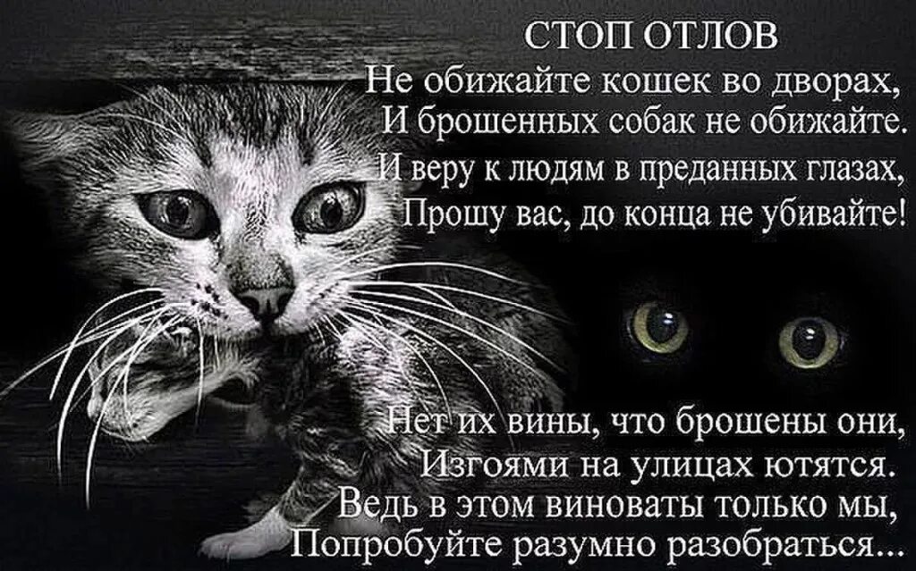 Стихи про бездомных животных. Стихи про брошенных животных. Стихи про бездомных живот. Стихи про бездомных кошек. Кошка грустная песня