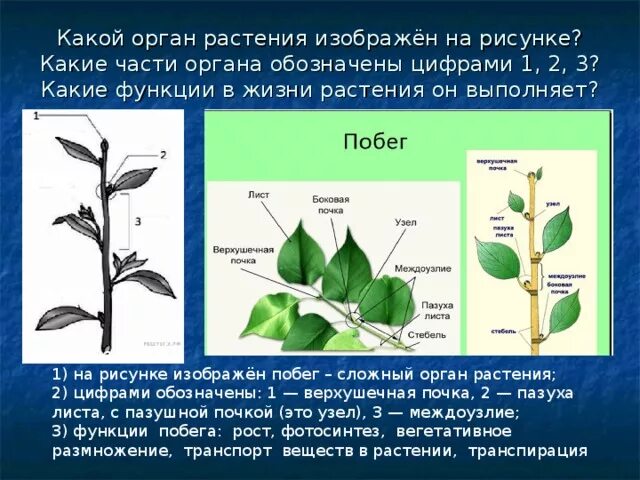 На рисунке 1 изображено растение