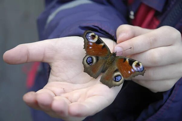 бабочка на ладони. бабочка на ладони. девочка с бабочкой. человек бабочка. выставка бабочек.