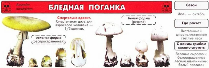 Бледная поганка ядовитая. Признаки бледной поганки. Бледная поганка гриб. Бледная поганка оранжевая. Отравление бледной поганкой симптомы.