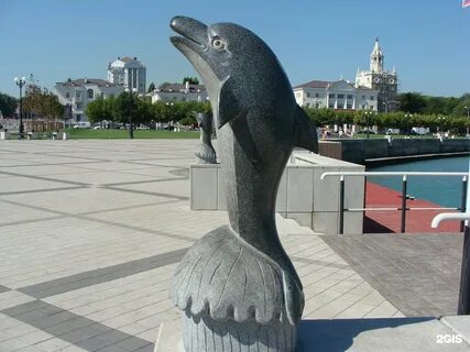 Дельфины новороссийск