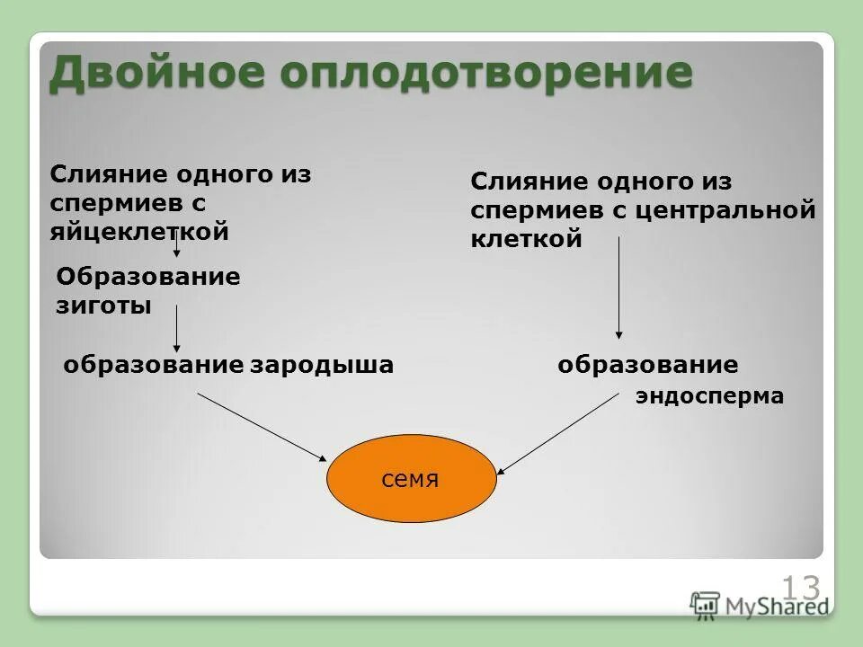 При слиянии спермия с центральной клеткой образуется. Двойное оплодотворение. Двойное оплодотворение у растений. Двойное оплодотворение характерно для. Динамическая модель двойного оплодотворения у цветковых растений.