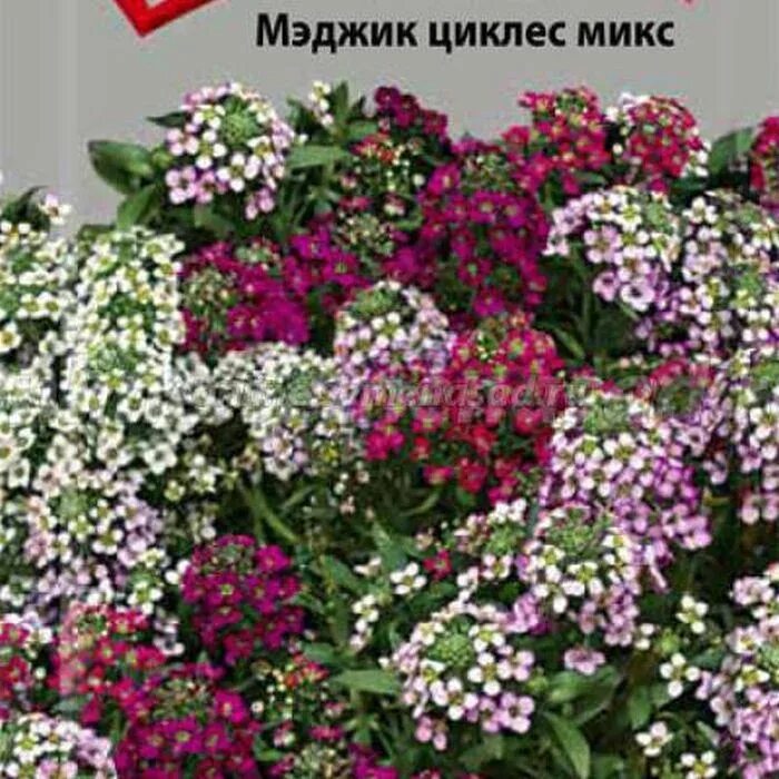 Алиссум циклес микс. Алиссум Мэджик циклес. Семена алиссум «маленький МУК». Алиссум микс. Алиссум Мэджик циклес микс.