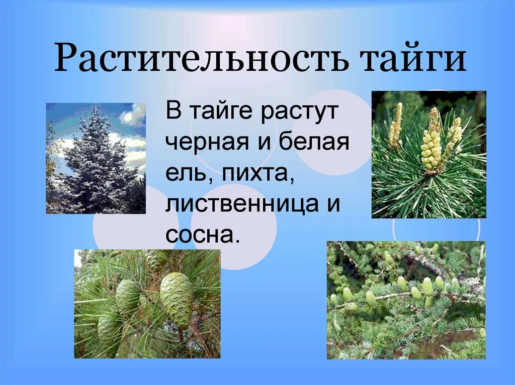 Природная зона Тайга растительный мир. Растительныймирт тпйги. Растения растущие в тайге. Растительность тайги в России. В какой природной зоне преобладают хвойные деревья