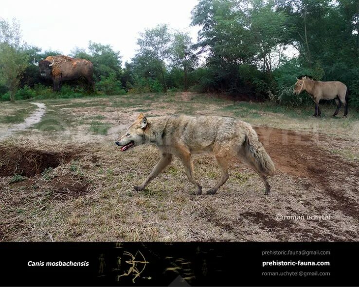 Согласно последних данных предками собак были не. Мосбахский волк. canis mosbachensis. мосбахский волк предок собак. вымершие псовые.