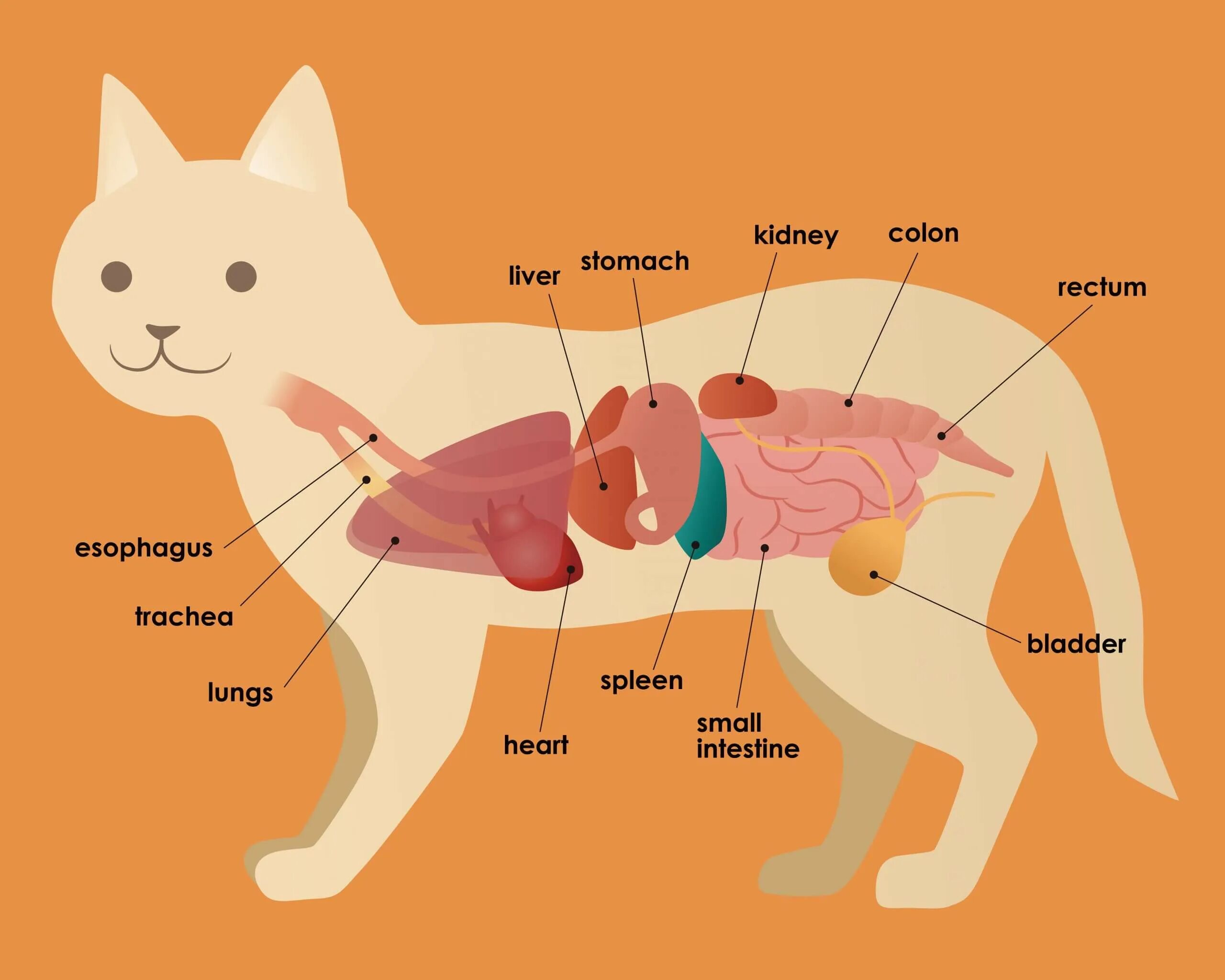 Расположение внутренних органов у кота. Анатомия кошки внутренние органы. Органы кошки схема. Анатомическое строение пищеварительной системы кошки.