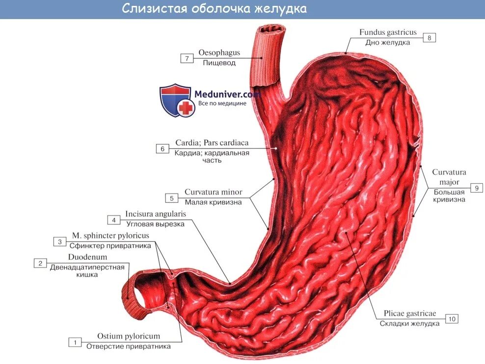 Части органа желудка. Желудок анатомия латынь оболочки. Мышечная оболочка желудка анатомия. Желудок анатомия человека медунивер. Слизистая оболочка желудка анатомия.