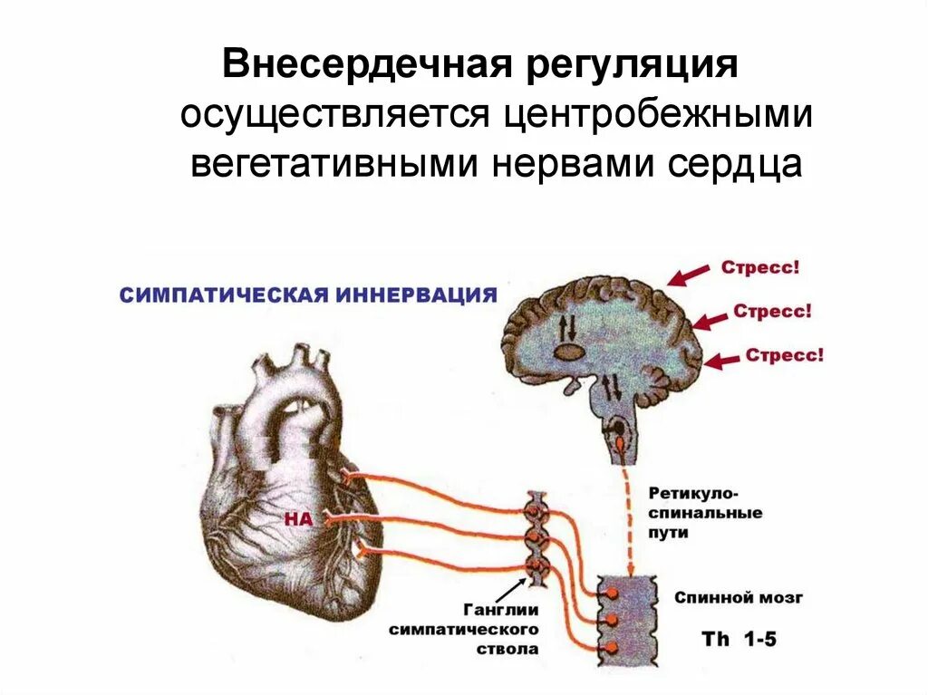 Регуляция осуществляется путем. Внесердечная регуляция. внесердечная регуляция сердца. внесердечные регуляторные механизмы. центробежные нервы сердца.
