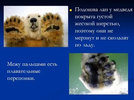 Может ли шерсть белого медведя пропускать лучи