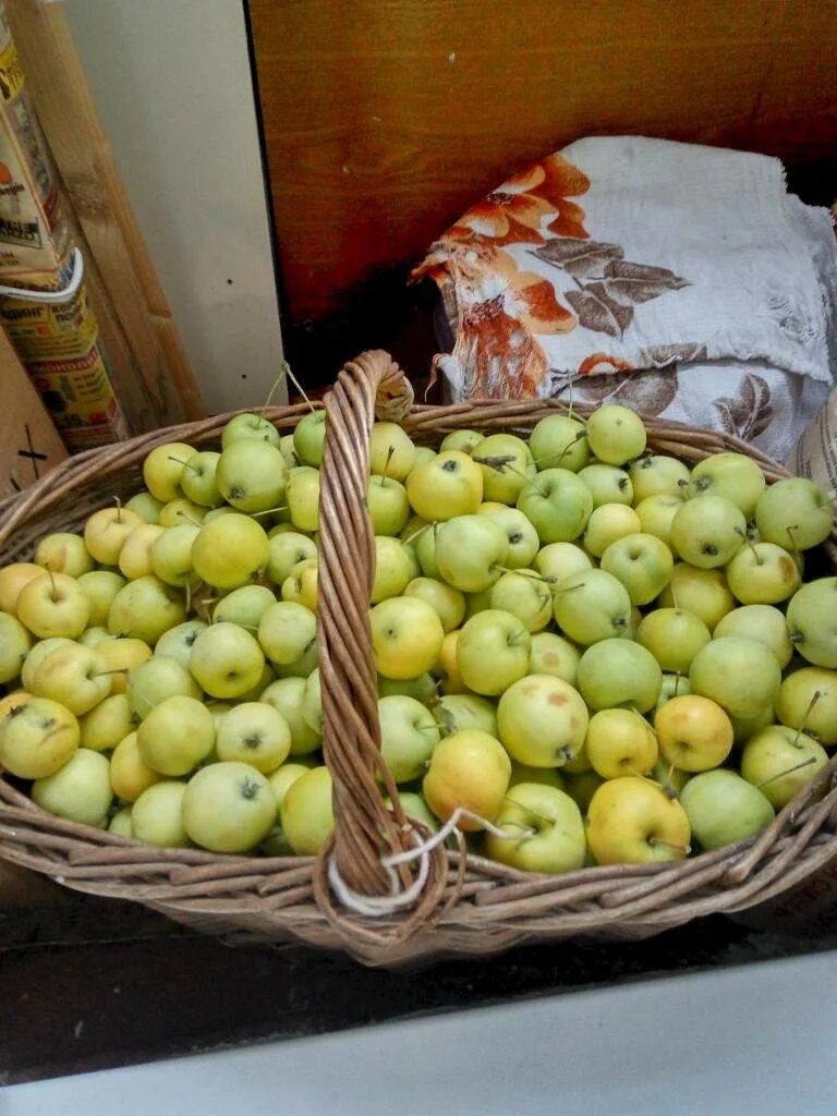 Продам яблони. Китайские яблоки. Яблоки китайка. Продаются яблоки. Яблоки китайские мелкие.