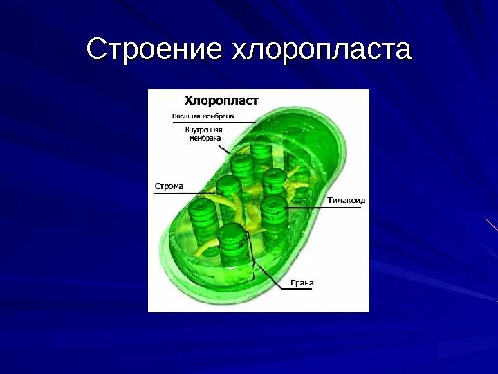 Красные хлоропласты. Строение хлоропласта растительной клетки. Пластиды хлоропласты. Пластиды хлоропласты строение. Строение пластидов и хлоропластов.