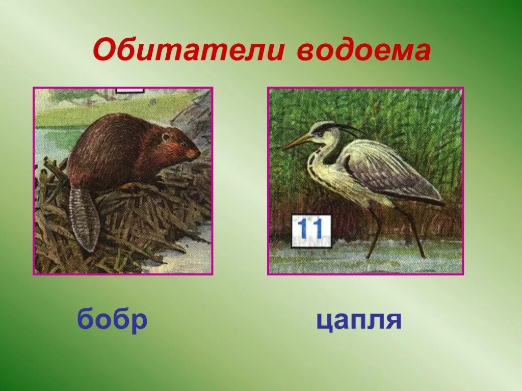 Обитатели водоемов 2 класс. Обитатели пруда. Жители водоемов. Обитатели водоемов картинки. Бобры обитатели пресных водоемов.