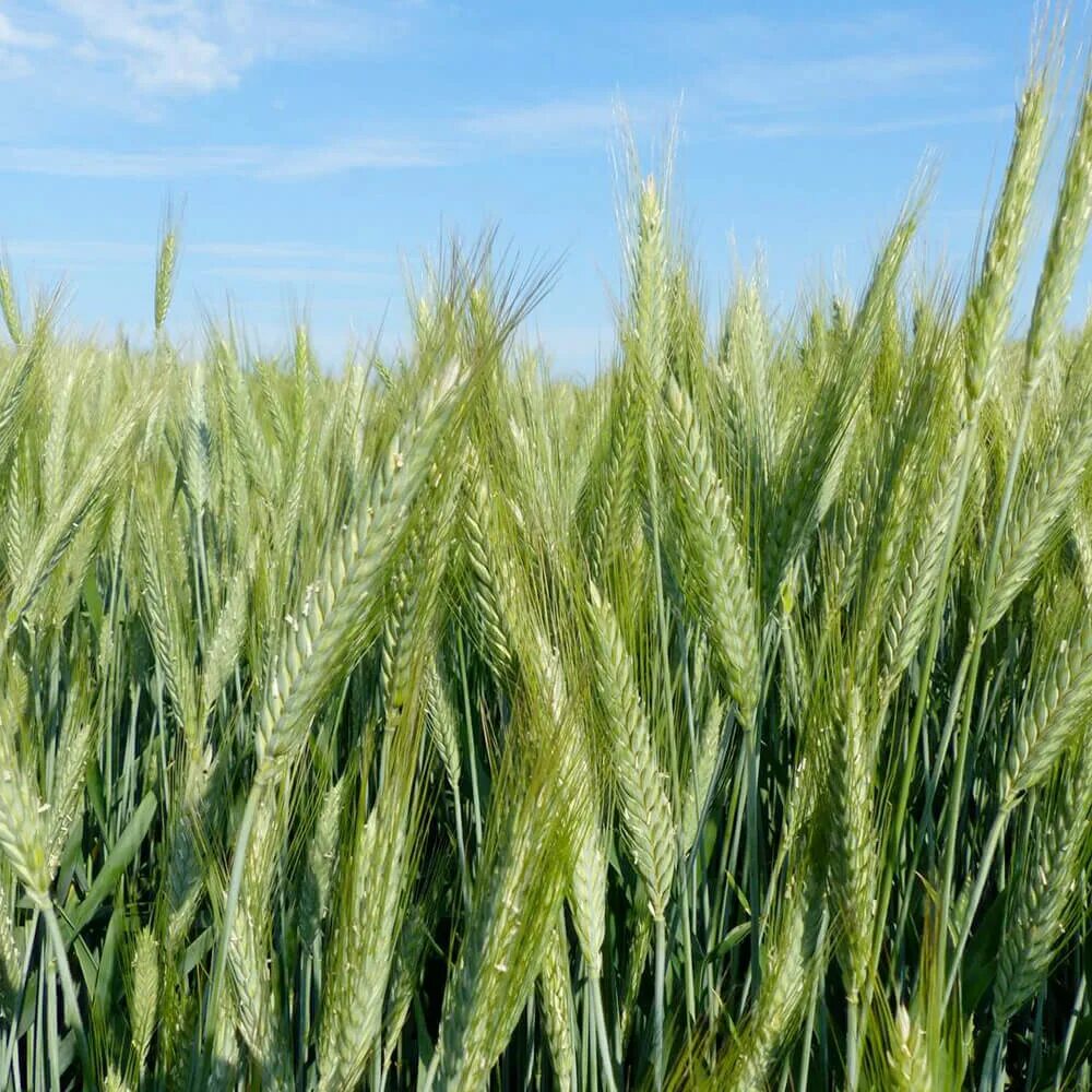 пшеница отзывы. ячмень зерно. Pro зерно. озимая тритикале. сорт озимой пшеницы ермак.