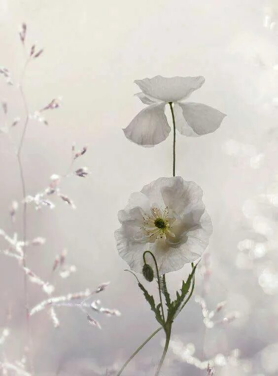 Нежный цветок. Нежный цветок души. Легкость и нежность.