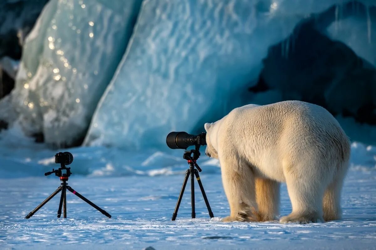 Дикая природа белого медведя. Белый медведь. Белый медведь в природе. Лучшие снимки дикой природы.