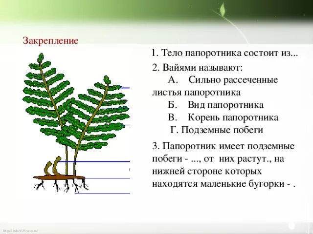 Строение корневища папоротника. Папоротник Щитовник побеги. Строение побега папоротника. Строение корня папоротника.