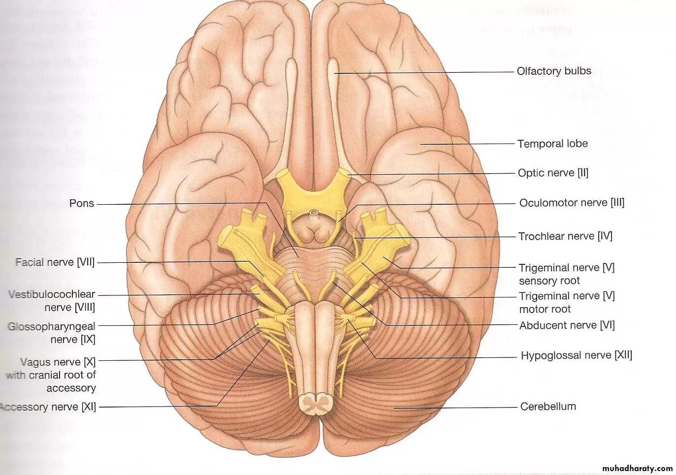 Нижняя поверхность мозга. Выход черепных нервов анатомия. Черепно мозговые нервы анатомия. Черепно мозговые нервы на черепе. Основание головного мозга и места выхода Корешков черепных нервов.