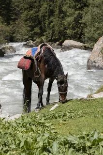 Верховой пас