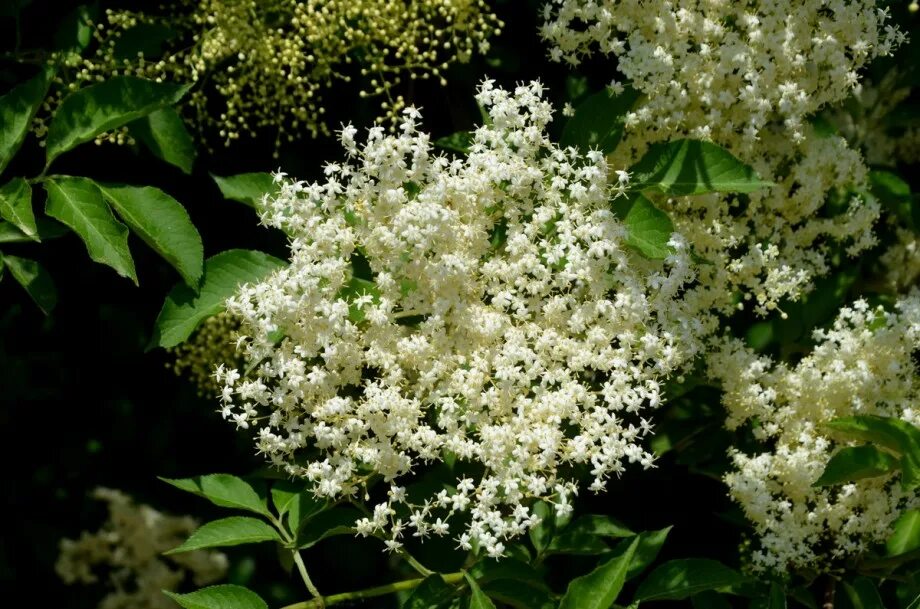 Бузина акация. Бузина соцветие. Sambucus gaudichaudiana. Травянистая бузина (sambucus ebulus). Бузина акация.