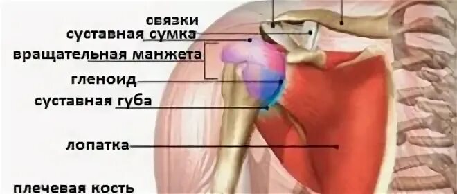 Гленоид плечевого сустава. Суставная губа плечевого сустава. Губа гленоида плечевого сустава.