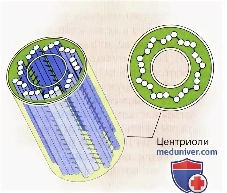Центриоль и микротрубочки функции. Центриоль и микротрубочки функции