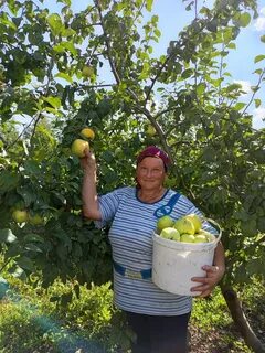 Поселок яблони пенза