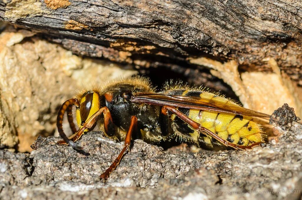 Башкирский шершень. Отряд перепончатокрылые муравьи. Личинки перепончатокрылых. Hymenoptera личинки. Перепончатокрылые тип превращения.