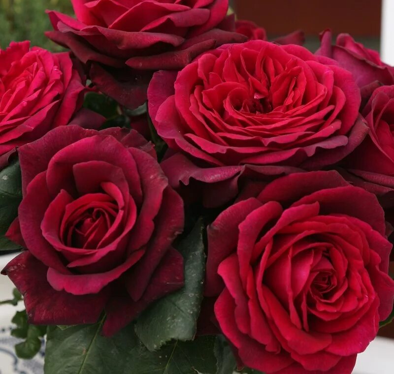 Розы французской селекции. Rose desire. Rose desire. Rose desire. Rose desire.