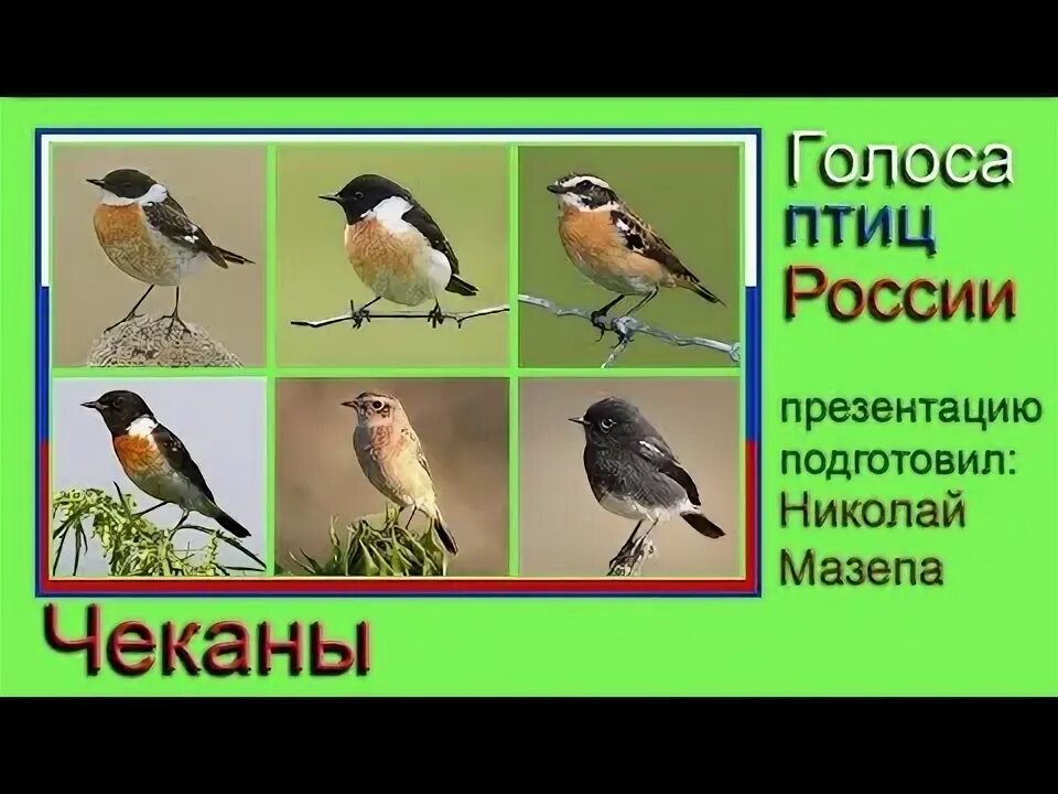 Голос птицы mp3. Голос птицы mp3. Голоса животных и птиц. Птицы средней полосы. Голоса птиц.