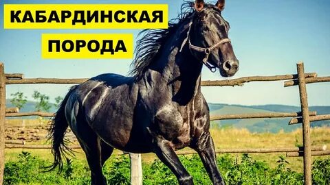 Рассмотрите фотографию лошади породы кабардинская и выполните