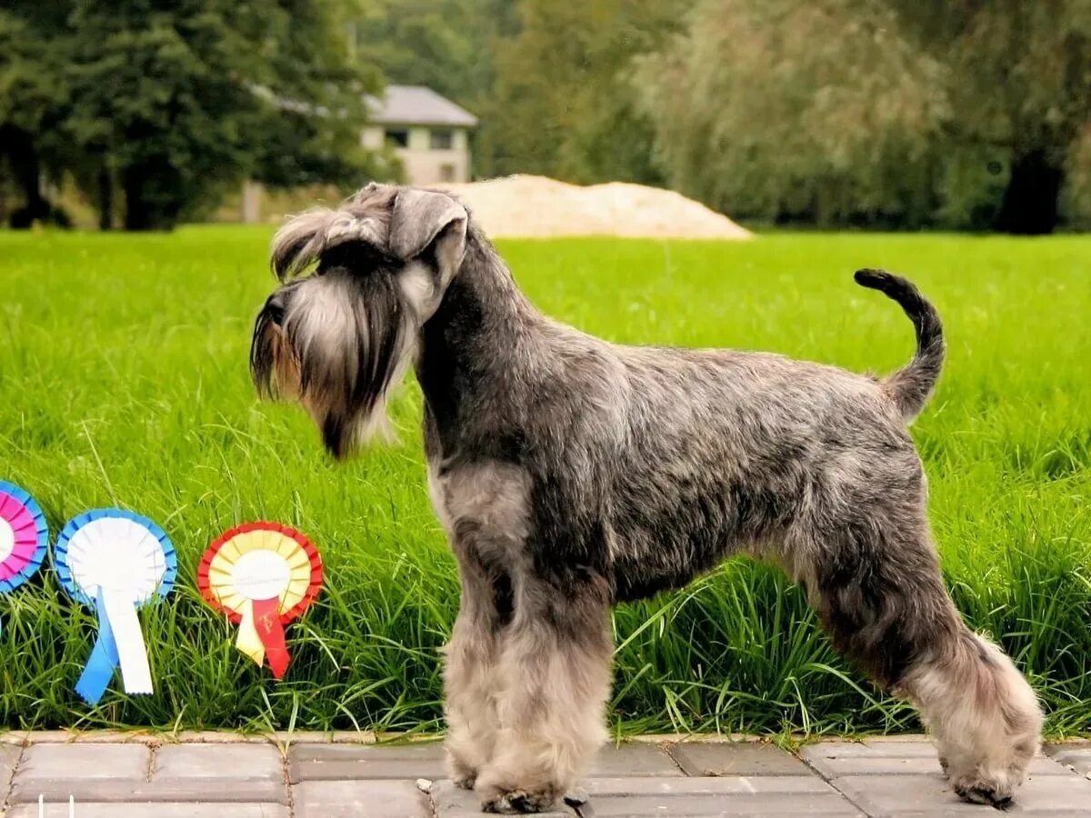 Сколько живут цвергшнауцеры в домашних. Цвергшнауцер сколько живут. Порода собак цвергшнауцер. Цвергшнауцер карликовый шнауцер. Цвергшнауцер.