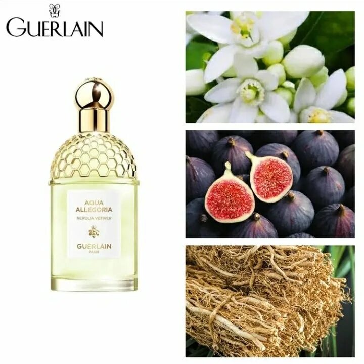 Guerlain aqua allegoria nerolia. Аква аллегория герлен ветивер нероли. Аква аллегория герлен ветивер. Guerlain Aqua Allegoria нероли ветивер. Духи герлен Аква аллегория ветивер.