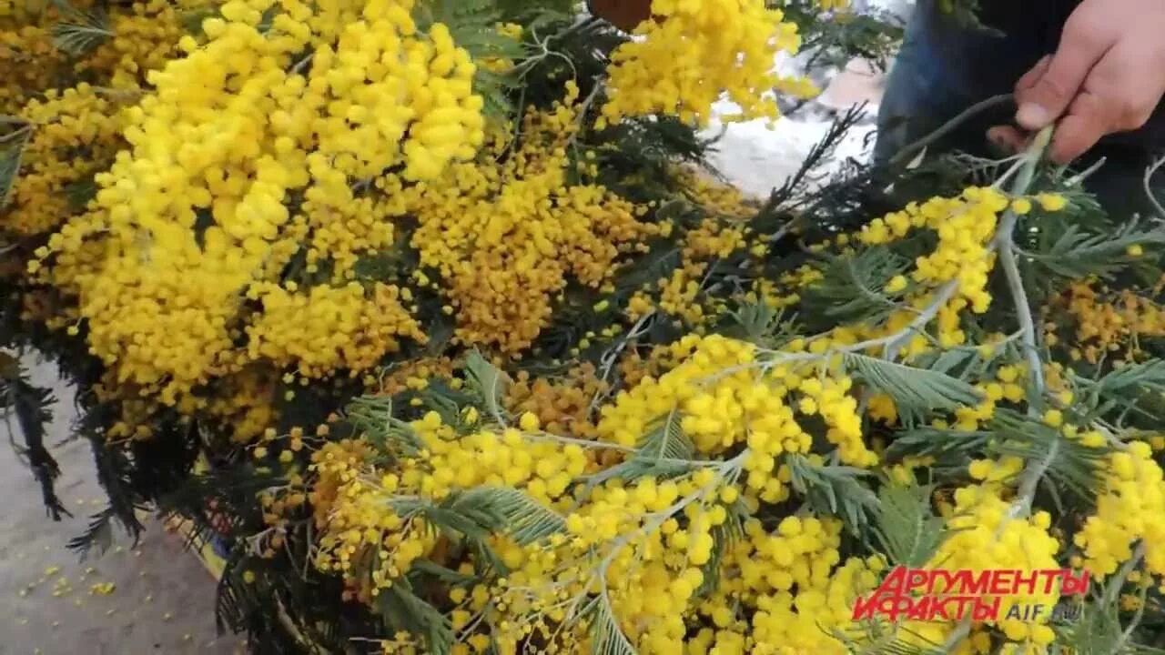 Можно ли мимозу без воды. Мимоза пушистая букет. Мимоза срезка. Мимоза в вазе. Срезают мимозу.