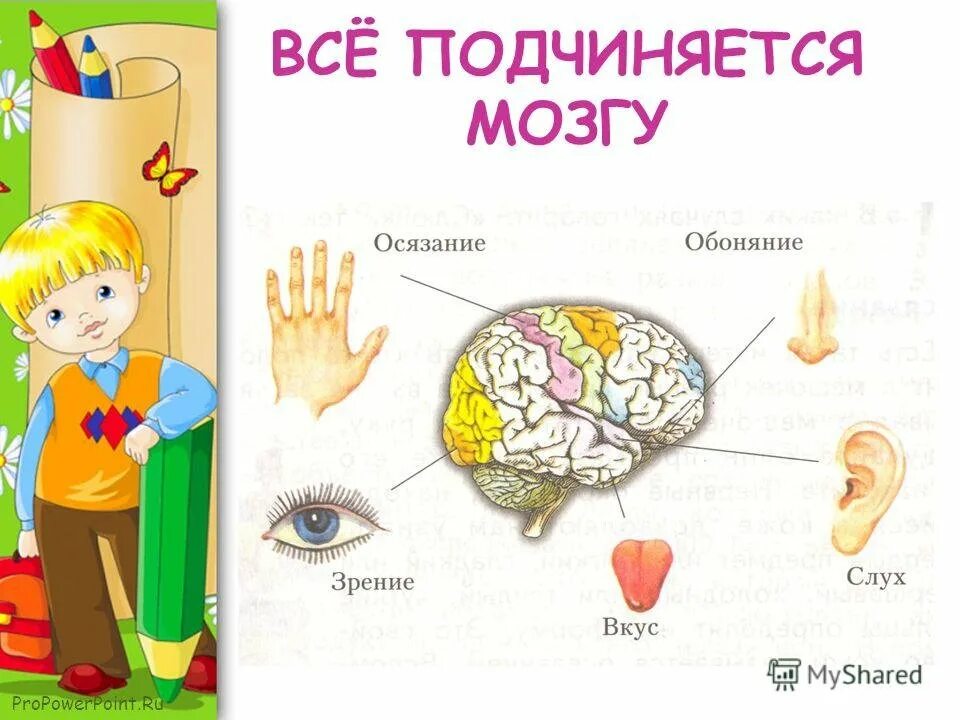 Опыты органы чувств. Органы чувств. Органы чувств человека для детей. Органы чувств задания для дошкольников. Осязание обоняние зрение слух вкус.